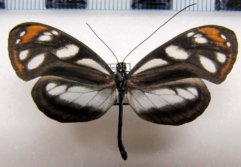      Hyposcada illinissa ida  male  Haensch, 1903                          