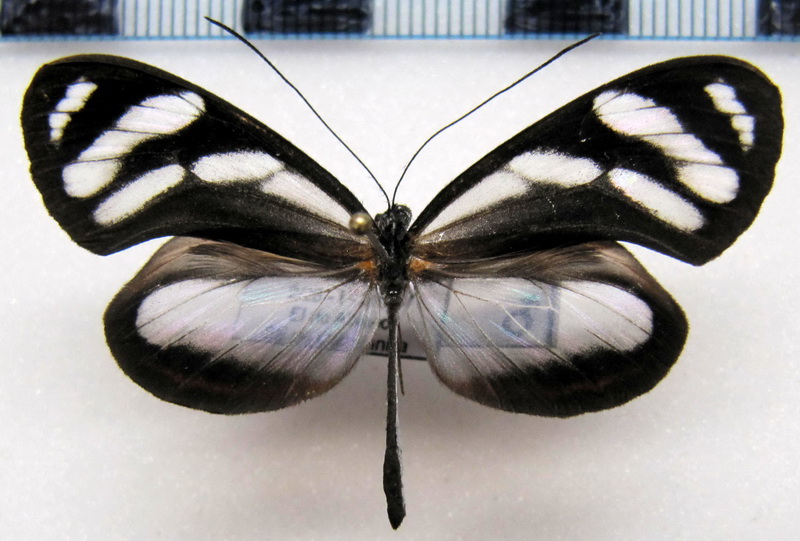 Hyposcada  zarepha flexibilis  male (Haensch, 1909)                               