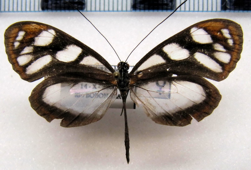  Hyposcada  zarepha kena   femelle (Hewitson, 1872)                                  