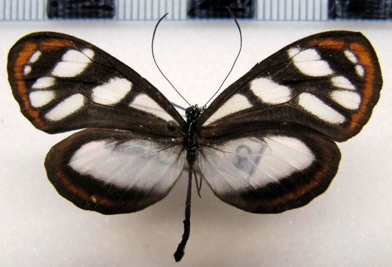   Hyposcada  zarepha kena   femelle (Hewitson, 1872)                                 