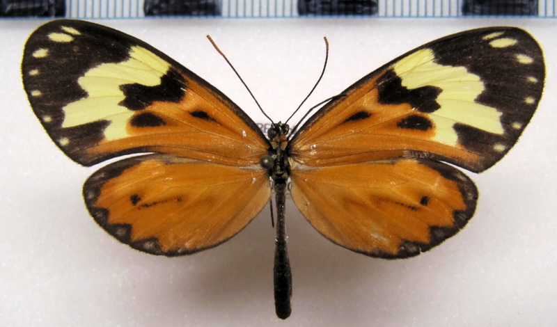 Hypothyris cantobrica cantobrica  femelle  (Hewitson, 1876)                              