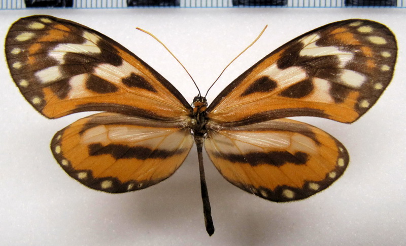   Hypothyris  euclea intermedia  femelle  Butler, 1873                             