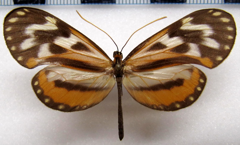 Hypothyris  euclea intermedia  mâle Butler, 1873                               