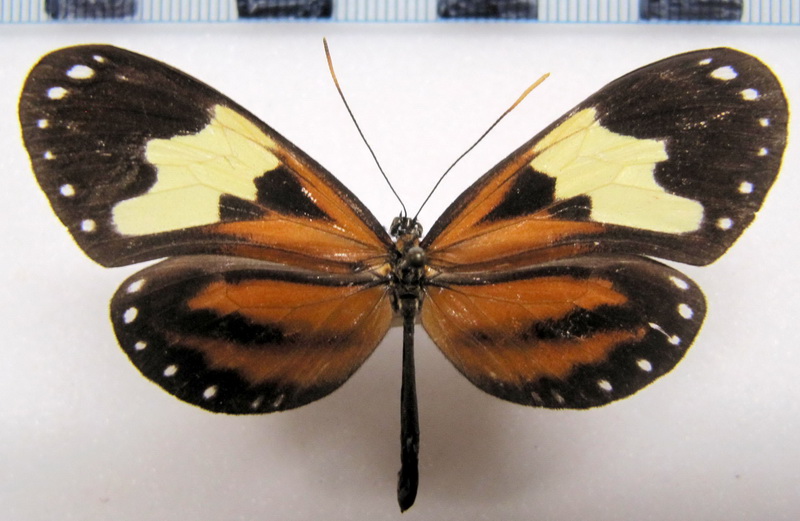   Hypothyris leprieuri catilla  femelle  (Hewitson, 1876)                             
