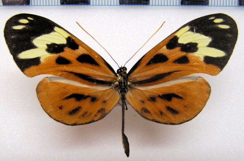  Hypothyris mamercus mamercus male   (Hewitson, 1869)