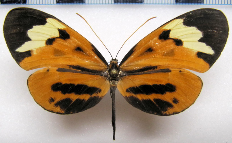    Hypothyris mamercus mamercus femelle   (Hewitson, 1869)                            
