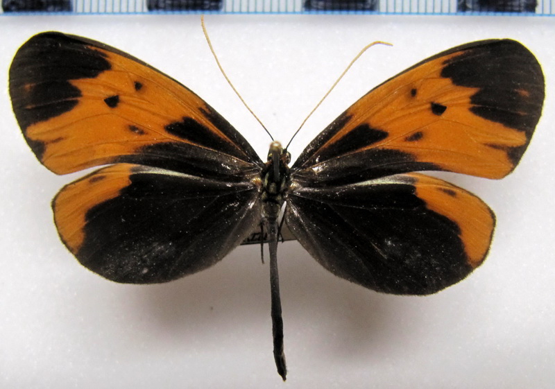  Hypothyris semifulva semifulva   femelle  ( Salvin, 1869)                              