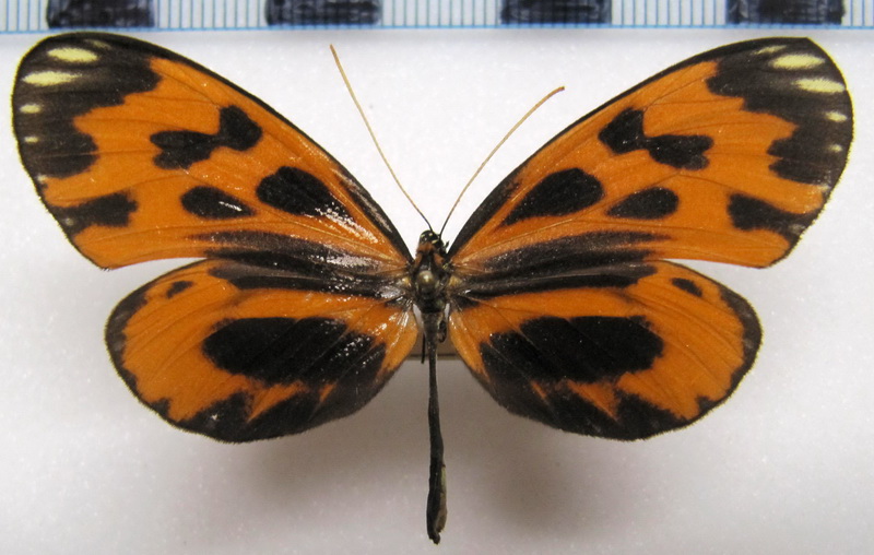 Hypothyris semifulva  angelina  femelle  (Haensch, 1905)                               