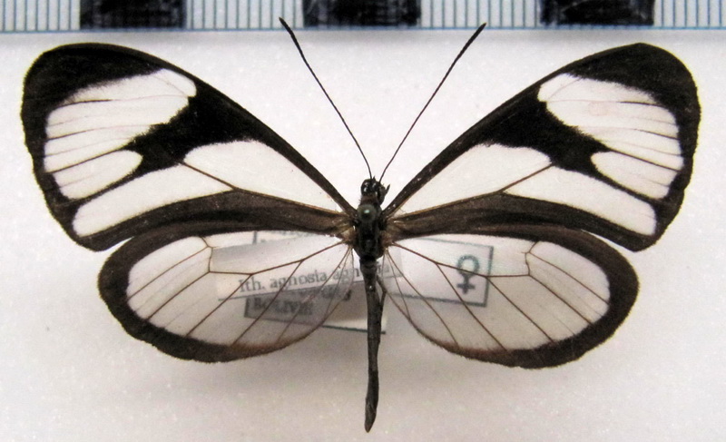 Ithomia agnosia agnosia   femelle  ( Hewitson [1855]) 