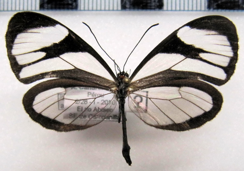  Ithomia agnosia agnosia   femelle  ( Hewitson [1855])