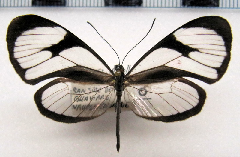  Ithomia agnosia agnosia   male ( Hewitson [1855])