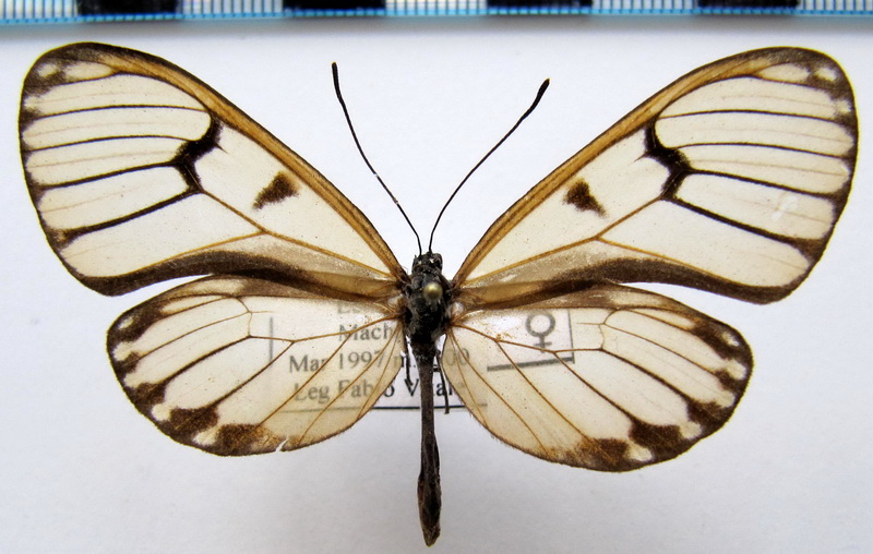 thomia avella epona  femelle  Hewitson, 1869                                
