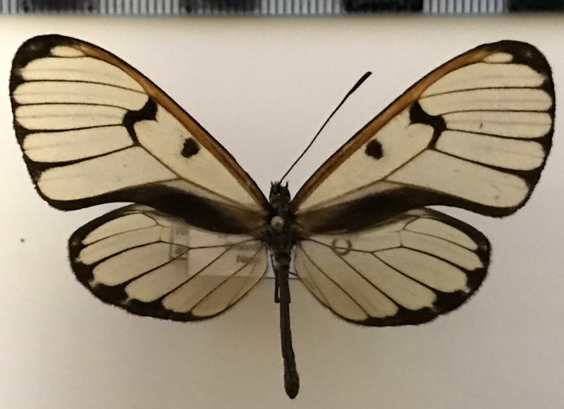 Ithomia avella epona  mâle  Hewitson, 1869 