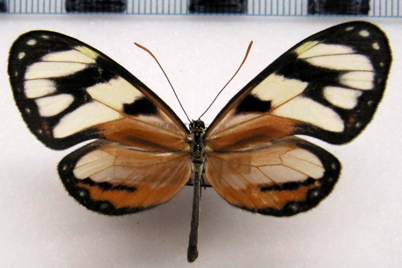   Ithomia cleora   male Hewitson, 1855                             