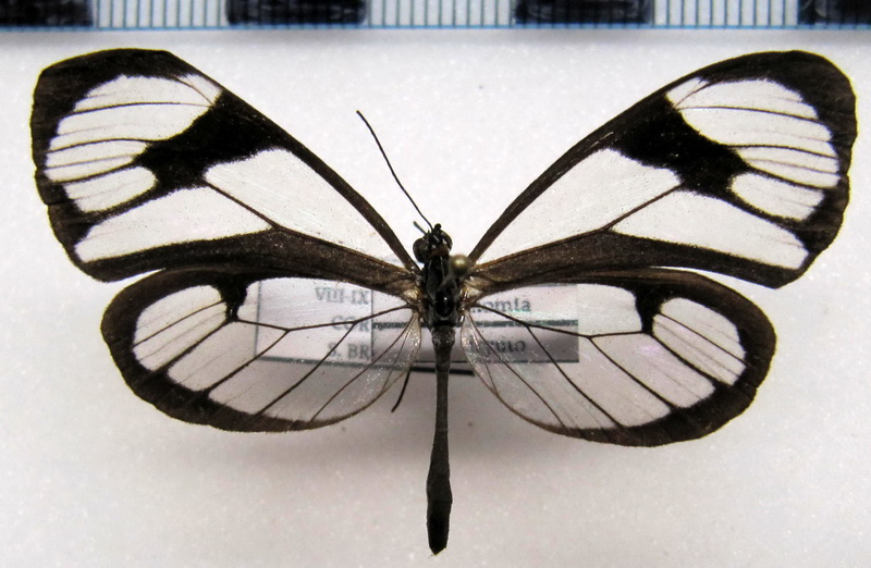   Ithomia drymo drymo   femelle  Hübner, 1816                             