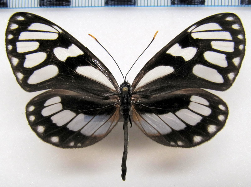  Ithomia ellara   femelle  Hewitson, 1874 