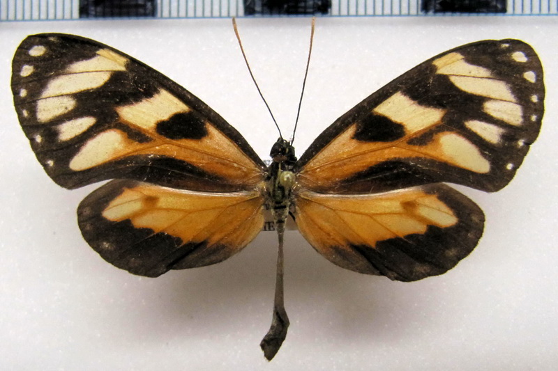 Ithomia iphianassa anaphissa  femelle   Herrich - Schäffer, 1865 