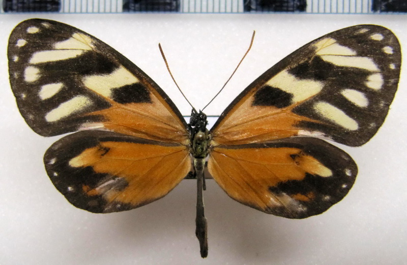  Ithomia iphianassa anaphissa  femelle   Herrich - Schäffer, 1865                              