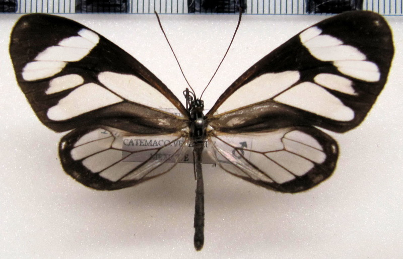  Ithomia leila   male  Hewitson, 1852