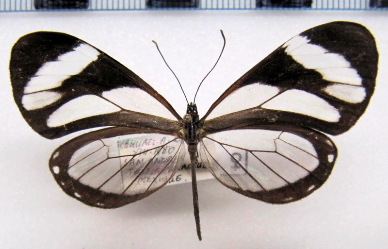Ithomia patilla  femelle    Hewitson, 1852                               