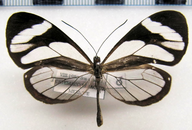   Ithomia patilla  male   Hewitson, 1852                             