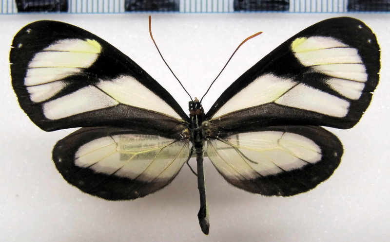  Ithomia salapia salapia femelle   Hewitson, [1853]                                                             