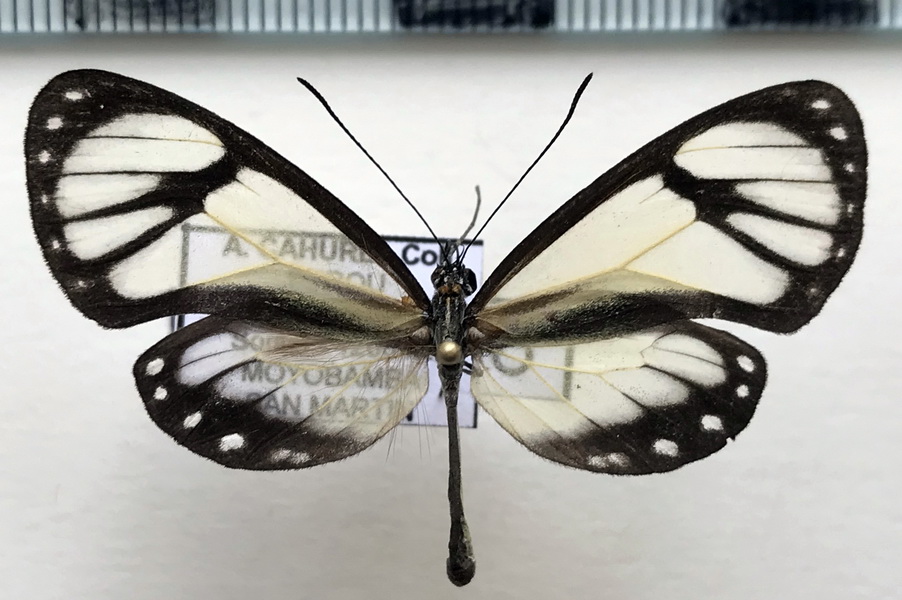  Ithomia salapia derasa  mâle  Hewitson, 1855 
