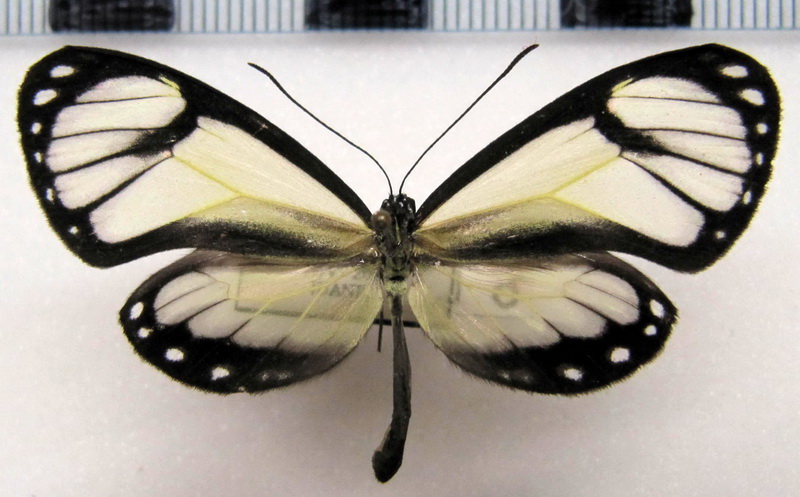 Ithomia salapia derasa  mâle  Hewitson, 1855 