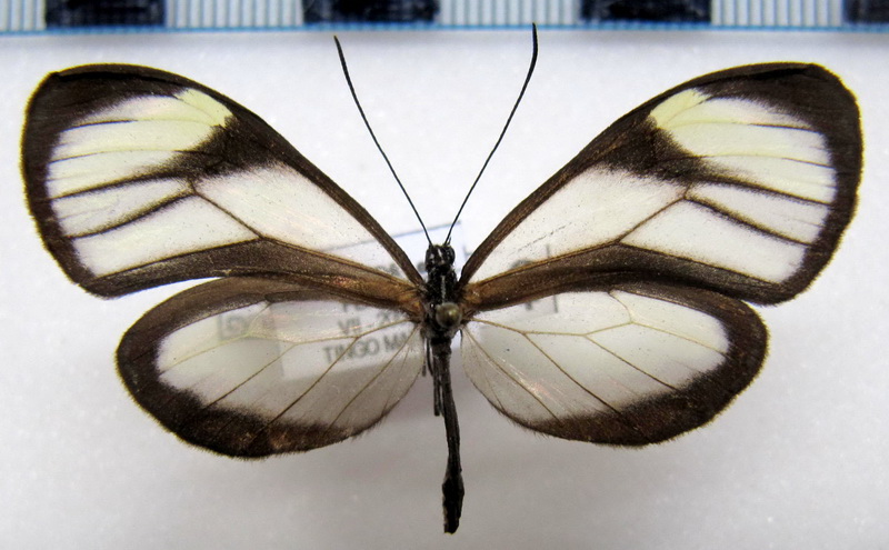  Mcclungia cymo arcuata  femelle  (Tessmann, 1928)                              