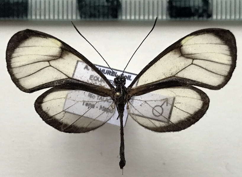  Mcclungia cymo subtilis mâle   (Haensch, 1903) 