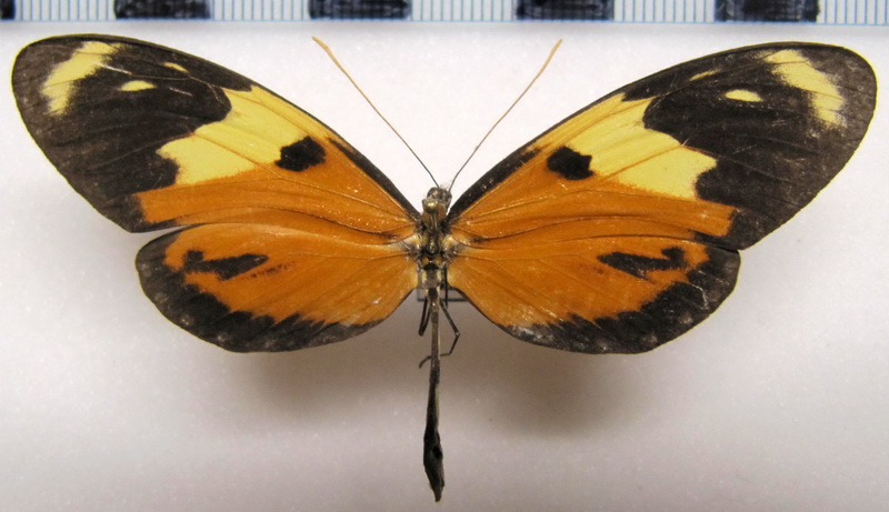   Mechanitis lysimnia macrinus  femelle  Hewitson, 1860                             