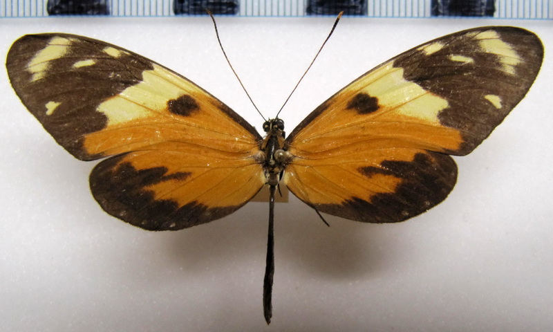    Mechanitis lysimnia macrinus  femelle  Hewitson, 1860                           