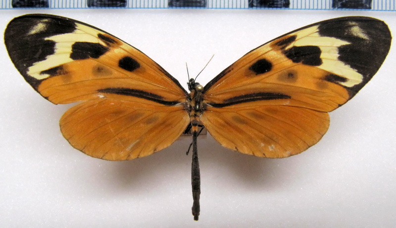 Mechanitis mazaeus fallax  femelle    Butler, 1873                               