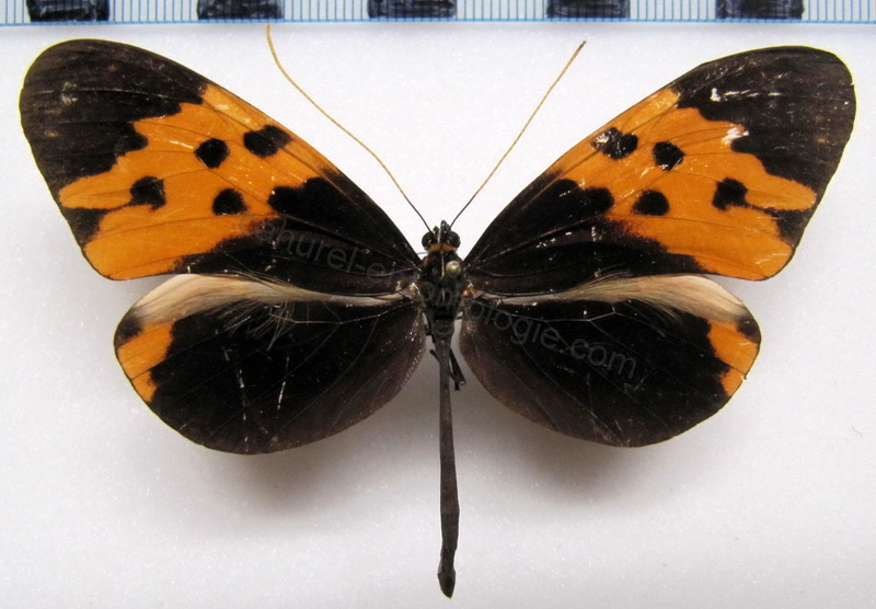   Melinaea marsaeus mothone  Male   Hewitson, 1860                             