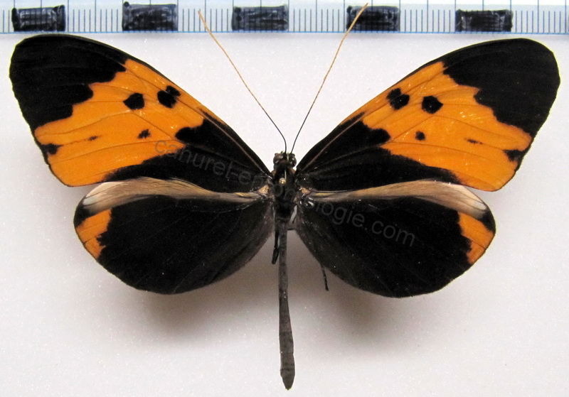  Melinaea marsaeus mothone  Male   Hewitson, 1860                              