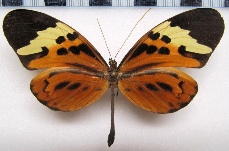 Melinaea menophilus ernestoi  femelle  Brown, 1977                              