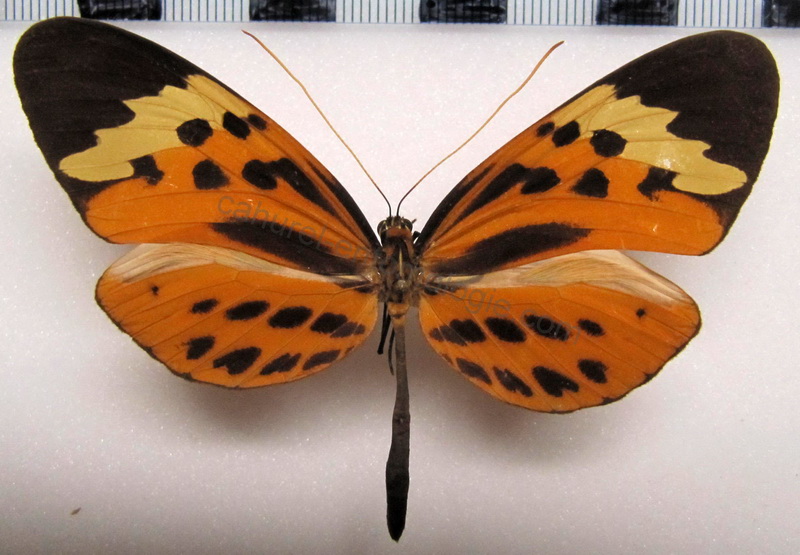  Melinaea menophilus menophilus  Male  ( Hewitson[1856])                              