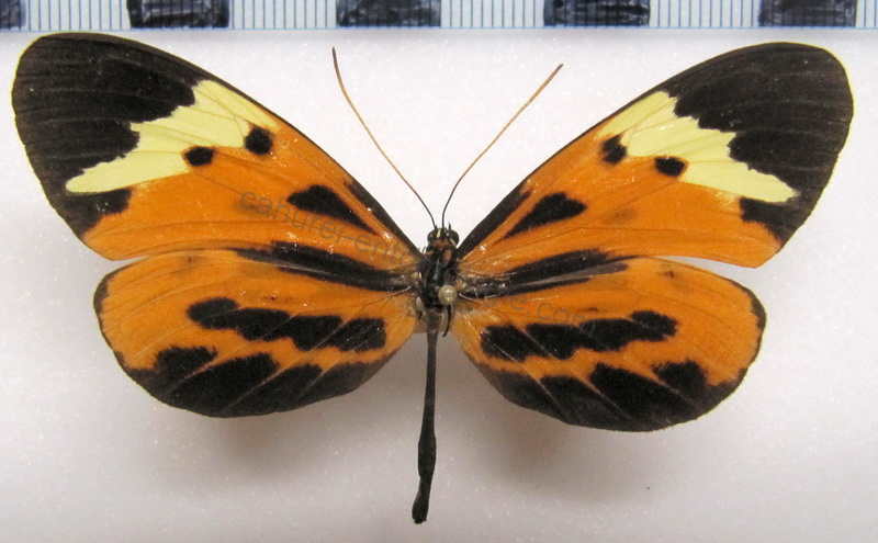   Melinaea mnasias comma   femelle    Forbes, 1927                             