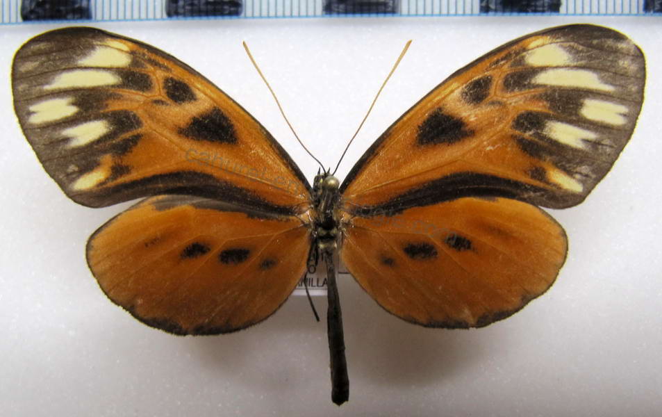  Napeogenes aethra femelle   (Hewitson, 1869)                       