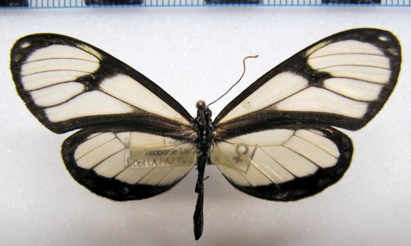 Napeogenes gracilis  femelle Haensch, 1905                               
