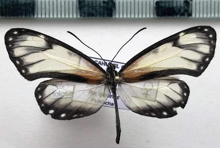  Napeogenes tolosa chrispina femelle   (Hewitson, 1874)