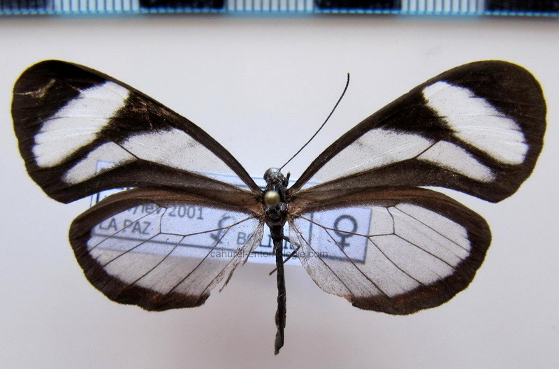  Oleria alexina alexina  femelle   (Hewitson, [1859])                                                            