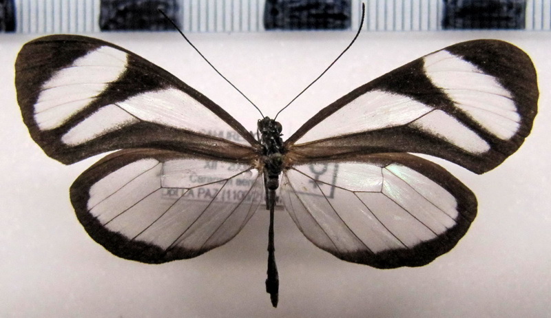   Oleria alexina alexina  femelle   (Hewitson, [1859])                             