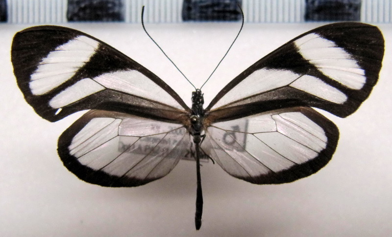   Oleria alexina alexina  male  (Hewitson, [1859])                             