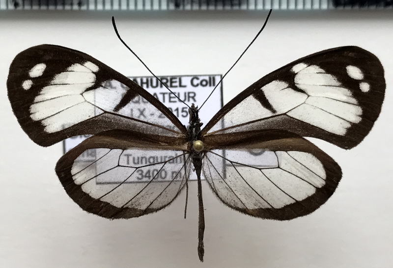 Oleria amalda modesta mâle (Haensch, 1903)