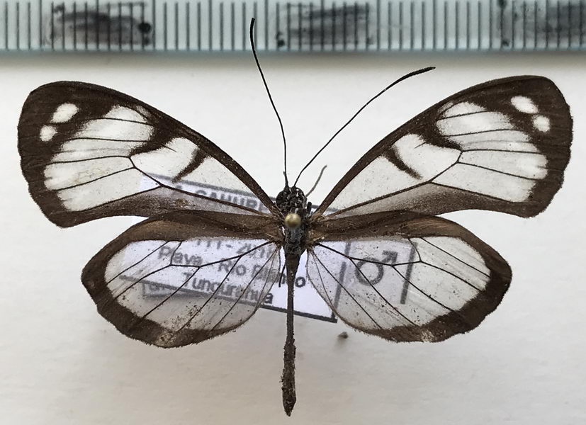  Oleria amalda modesta mâle (Haensch, 1903)