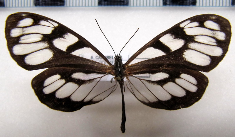  Oleria athalina athalina  femelle (Staudinger, [1884])                              