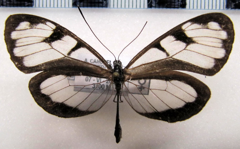   Oleria athalina epimakrena  femelle  (Haensch, 1905)                               