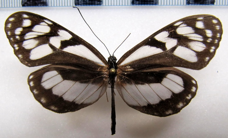 Oleria attalia attalia  femelle   (Hewitson, 1855)                              