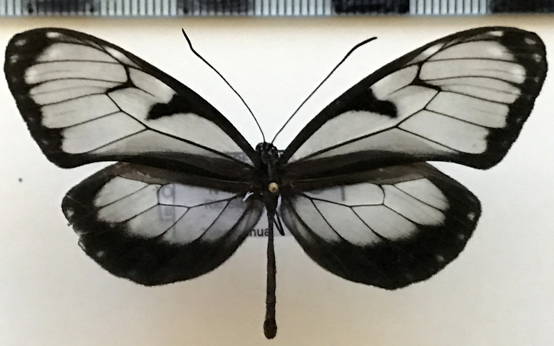 Oleria athalia tabera mâle  (Hewitson, 1869)